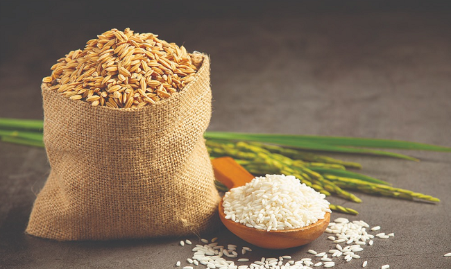 Giá lúa gạo hôm nay 9/6: Điều chỉnh giảm với lúa nếp